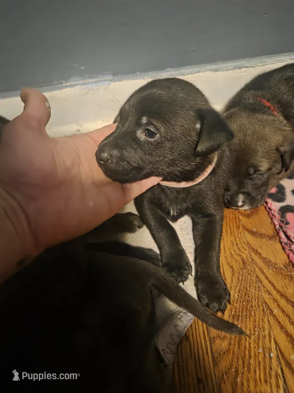 Rosey – German Shepherd Dog, American Pit Bull Terrier puppy for sale in Genoa, IL
