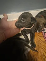 Rosey, a female German Shepherd Dog and American Pit Bull Terrier for sale in Genoa, IL – 1 of 1