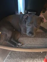 Broski, a male American Pit Bull Terrier for sale in Genoa, IL – 5 of 6