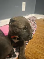 Lucy, a female American Pit Bull Terrier for sale in Genoa, IL – 3 of 3