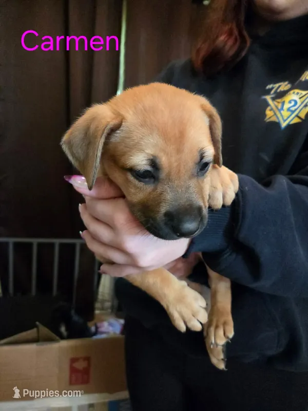 Carmen – German Shepherd Dog, American Pit Bull Terrier puppy for sale in Genoa, IL