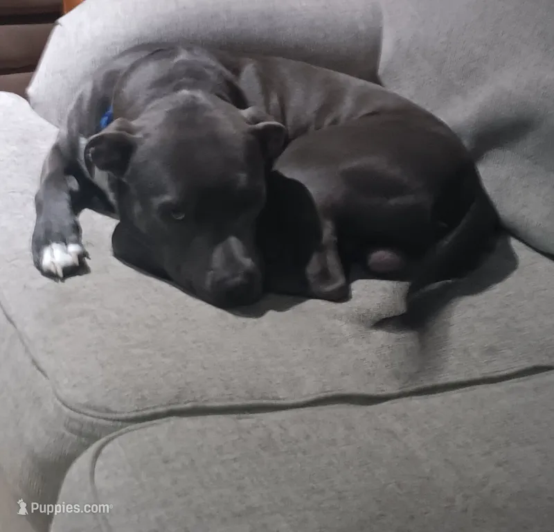 Broski – American Pit Bull Terrier puppy for sale in Genoa, IL