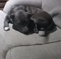 Broski, a male American Pit Bull Terrier for sale in Genoa, IL – 1 of 6