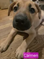 Luna, a female German Shepherd Dog and American Pit Bull Terrier for sale in Genoa, IL – 3 of 3