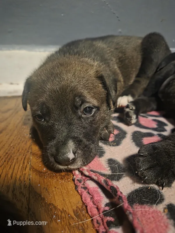 Lucy – American Pit Bull Terrier puppy for sale in Genoa, IL