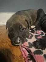 Lucy, a female American Pit Bull Terrier for sale in Genoa, IL – 1 of 3