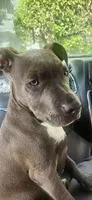 Broski, a male American Pit Bull Terrier for sale in Genoa, IL – 3 of 6