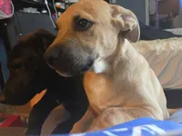 Luna, a female German Shepherd Dog and American Pit Bull Terrier for sale in Genoa, IL – 1 of 1