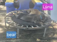 Bear, a male German Shepherd Dog and American Pit Bull Terrier for sale in Genoa, IL – 4 of 7