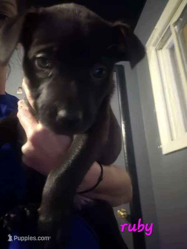 Ruby – German Shepherd Dog, American Pit Bull Terrier puppy for sale in Genoa, IL