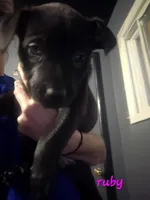 Ruby, a female German Shepherd Dog and American Pit Bull Terrier for sale in Genoa, IL – 2 of 2
