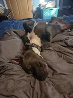 Broski, a male American Pit Bull Terrier for sale in Genoa, IL – 6 of 6