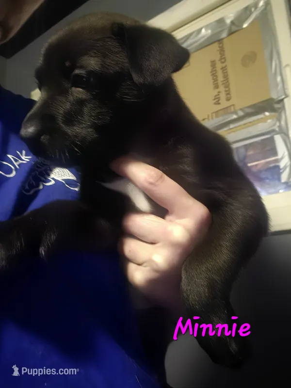 Minnie  – German Shepherd Dog, American Pit Bull Terrier puppy for sale in Genoa, IL