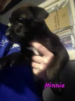 Minnie , a female German Shepherd Dog and American Pit Bull Terrier for sale in Genoa, IL – 1 of 1