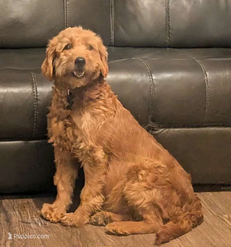 Penny  – Goldendoodle puppy for sale in Chickamauga, GA