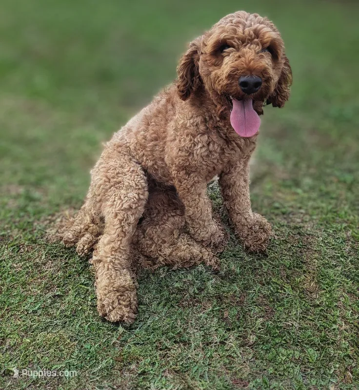 Archie – Poodle - Miniature  puppy for sale in Chickamauga, GA