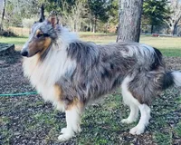 Beatiful set of Male & Female Lassie Collies, a male Collie for sale in Wilder, ID – 3 of 6