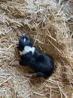 Tri-color Female Collie Pup, a female Collie for sale in Wilder, ID – 3 of 8