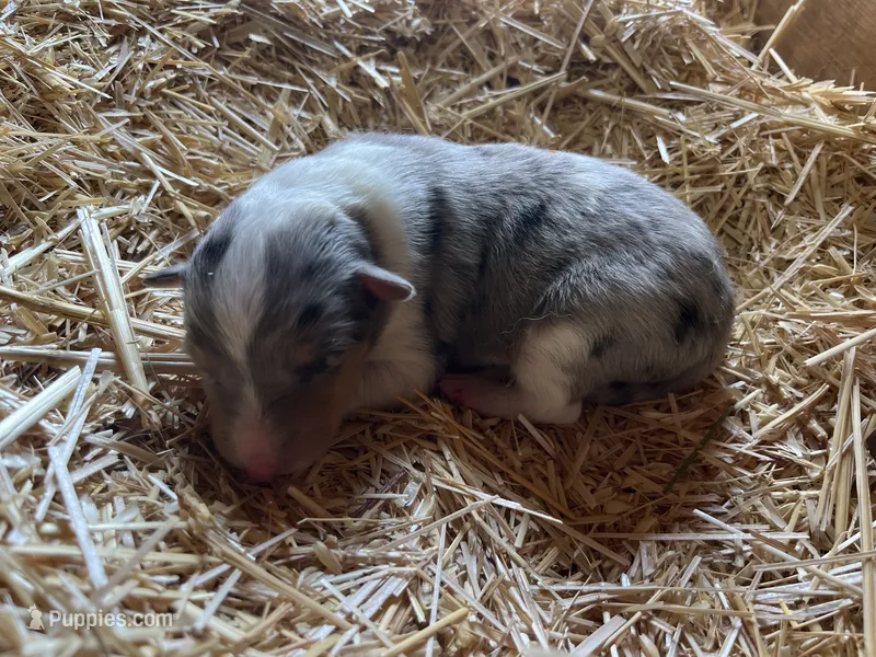 Blue Merle Male Collie Pup (w/ brown on nose) – Collie puppy for sale in Wilder, ID