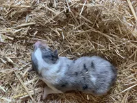 Blue Merle Male Collie Pup (w/ brown on nose), a male Collie for sale in Wilder, ID – 5 of 8
