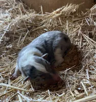Blue Merle Male Collie Pup (w/ brown on nose), a male Collie for sale in Wilder, ID – 3 of 8