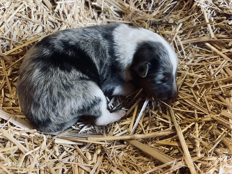 Blue Merle Male Collie Pup (w/ blue on nose) – Collie puppy for sale in Wilder, ID