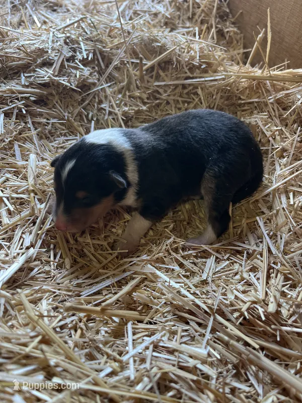 Tri-color Female Collie Pup – Collie puppy for sale in Wilder, ID