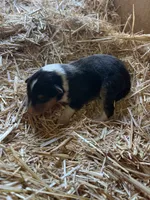 Tri-color Female Collie Pup, a female Collie for sale in Wilder, ID – 1 of 8