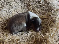 Dark Sable & White Male Collie Pup, a male Collie for sale in Wilder, ID – 3 of 8
