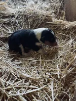 Tri-colored Male Collie Pup, a male Collie for sale in Wilder, ID – 3 of 8