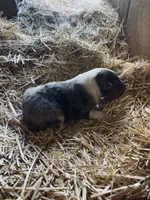 Blue Merle Male Collie Pup (w/ blue on nose), a male Collie for sale in Wilder, ID – 5 of 8