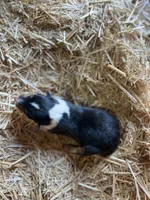 Tri-color Female Collie Pup, a female Collie for sale in Wilder, ID – 5 of 8