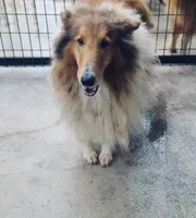 Beatiful set of Male & Female Lassie Collies, a male Collie for sale in Wilder, ID – 4 of 6