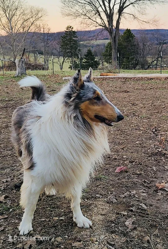 Beatiful set of Male & Female Lassie Collies – Collie puppy for sale in Wilder, ID