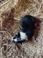 Tri-colored Male Collie Pup, a male Collie for sale in Wilder, ID – 6 of 8