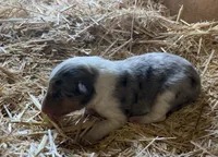 Blue Merle Male Collie Pup (w/ brown on nose), a male Collie for sale in Wilder, ID – 2 of 8
