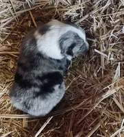 Blue Merle Male Collie Pup (w/ blue on nose), a male Collie for sale in Wilder, ID – 6 of 8