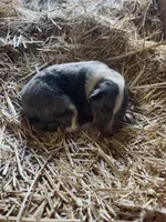 Blue Merle Male Collie Pup (w/ blue on nose), a male Collie for sale in Wilder, ID – 3 of 8