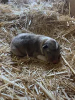 Sable Merle Male Collie Pup, a male Collie for sale in Wilder, ID – 6 of 8