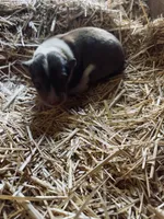 Dark Sable & White Male Collie Pup, a male Collie for sale in Wilder, ID – 5 of 8
