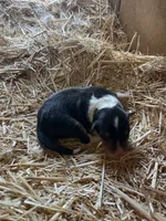 Tri-color Female Collie Pup, a female Collie for sale in Wilder, ID – 2 of 8