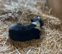 Tri-color Female Collie Pup, a female Collie for sale in Wilder, ID – 6 of 8