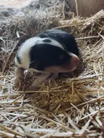 Tri-colored Male Collie Pup, a male Collie for sale in Wilder, ID – 1 of 8