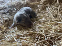 Sable Merle Male Collie Pup, a male Collie for sale in Wilder, ID – 3 of 8