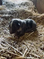 Blue Merle Male Collie Pup (w/ blue on nose), a male Collie for sale in Wilder, ID – 2 of 8