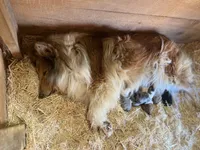 Blue Merle Male Collie Pup (w/ blue on nose), a male Collie for sale in Wilder, ID – 4 of 8
