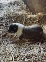 Dark Sable & White Male Collie Pup, a male Collie for sale in Wilder, ID – 2 of 8