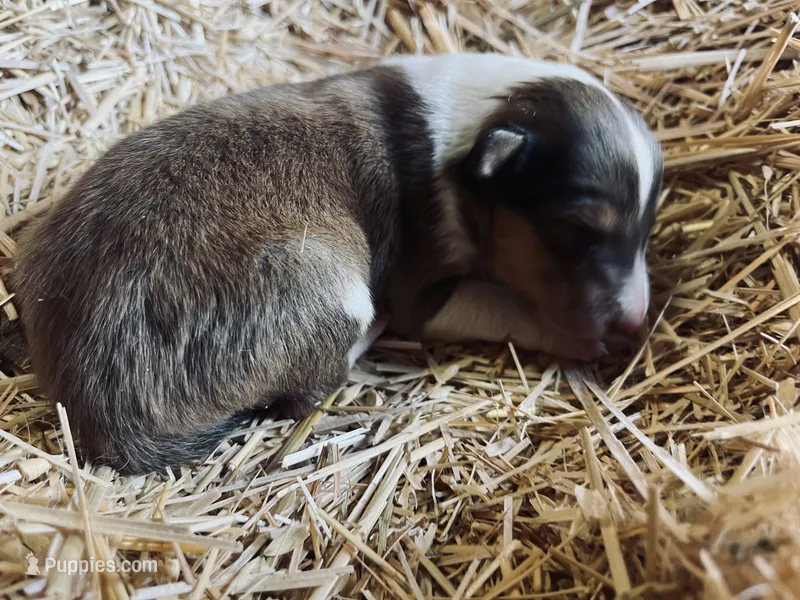 Dark Sable & White Male Collie Pup – Collie puppy for sale in Wilder, ID