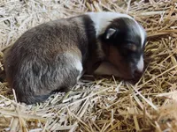 Dark Sable & White Male Collie Pup, a male Collie for sale in Wilder, ID – 1 of 8