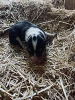 Tri-colored Male Collie Pup, a male Collie for sale in Wilder, ID – 5 of 8